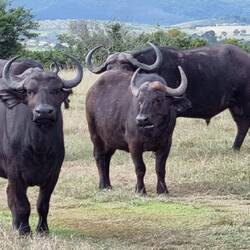 Waterbuffels