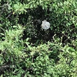 Regenspin (nest met jongen)