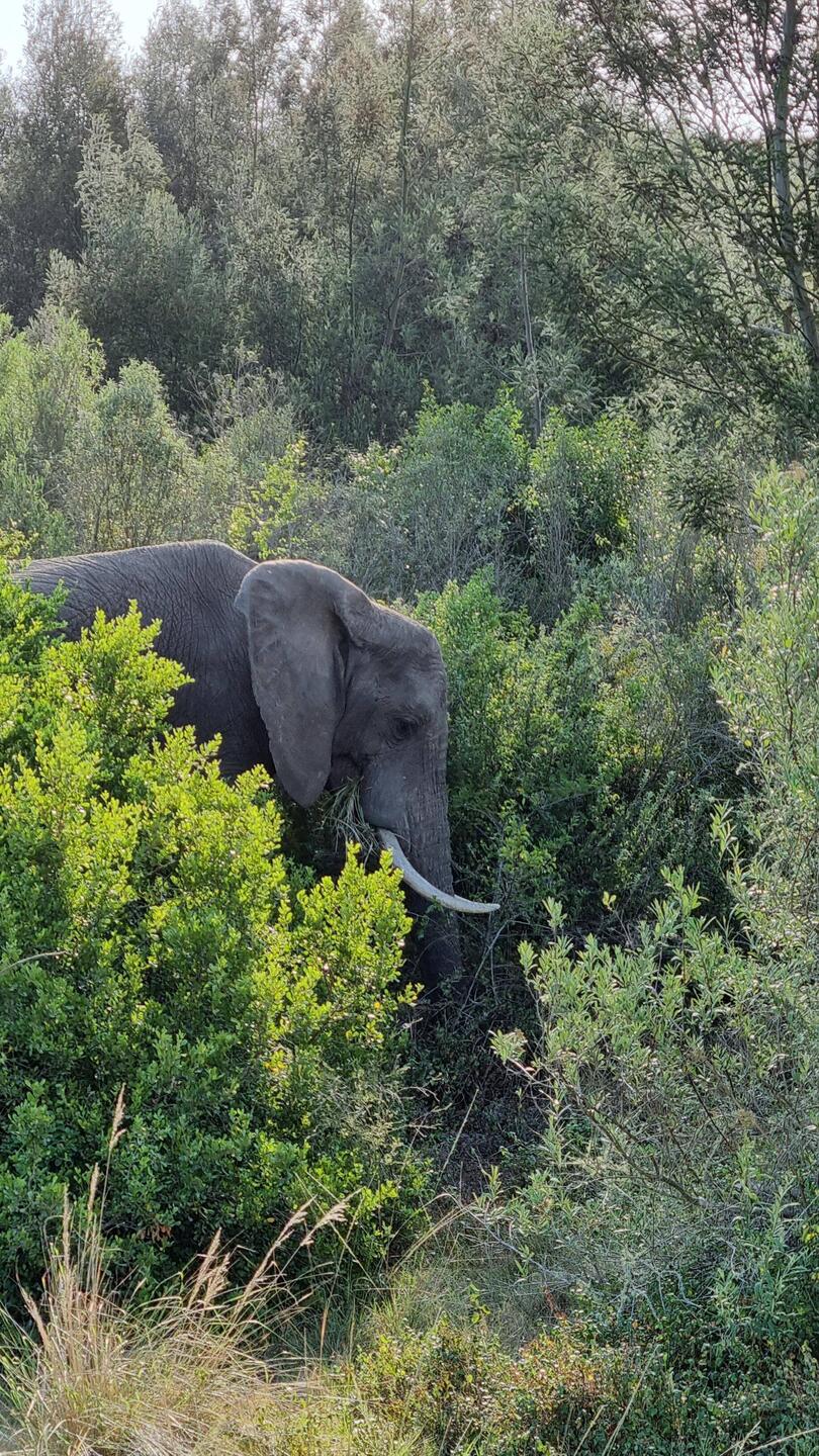 Afrikaanse olifant