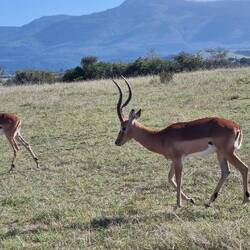 Impalas