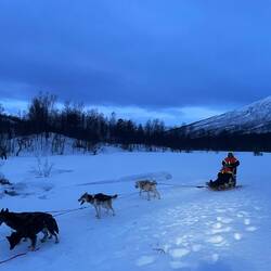 Our team of awesome dogs 🐾