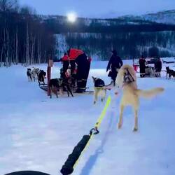 These dogs are READY to go