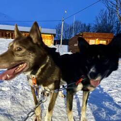 Our lead pups