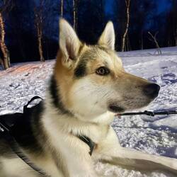 Our stoic & beautiful middle team dog, Breckar