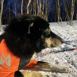 Ron and Shannon's work horse dog