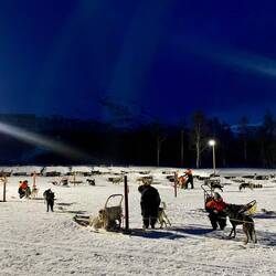 All the dogs resting, drinking water & getting lots of love after sledding