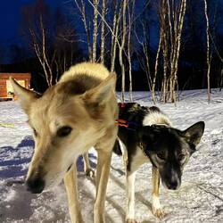 Ron & Shannon's lead dogs