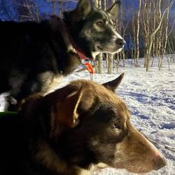 Our lead pups