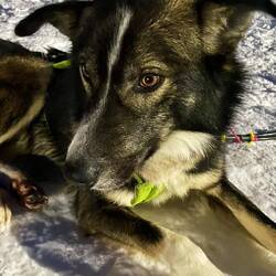 Ron and Shannon's beautiful middle team dog