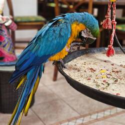 Max the parrot. He's older than me! He lives in this hotel lobby