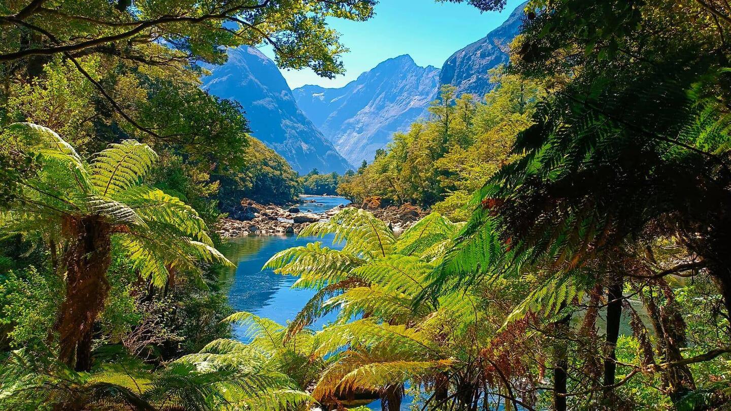 Milford track