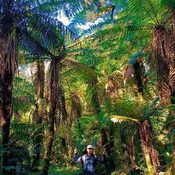 Les plus hautes fougères arborescentes que nous avons rencontrées jusqu'à présent