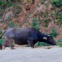 Nun haben wir die Wasserbüffel direkt vor unserem Fenster