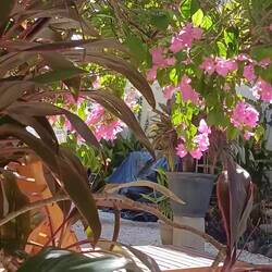 Der Garten bei Ela