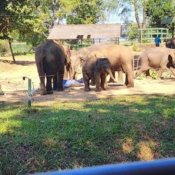 'Baby' elephants feeding at the Transit Home