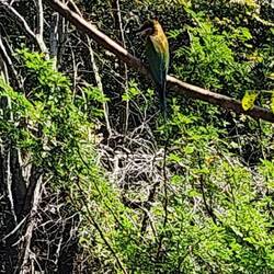 Bronzed Drongos are known for their agile flight and ability to catch insects in mid-air