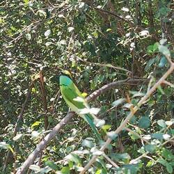 Asian Green Bee-Eater