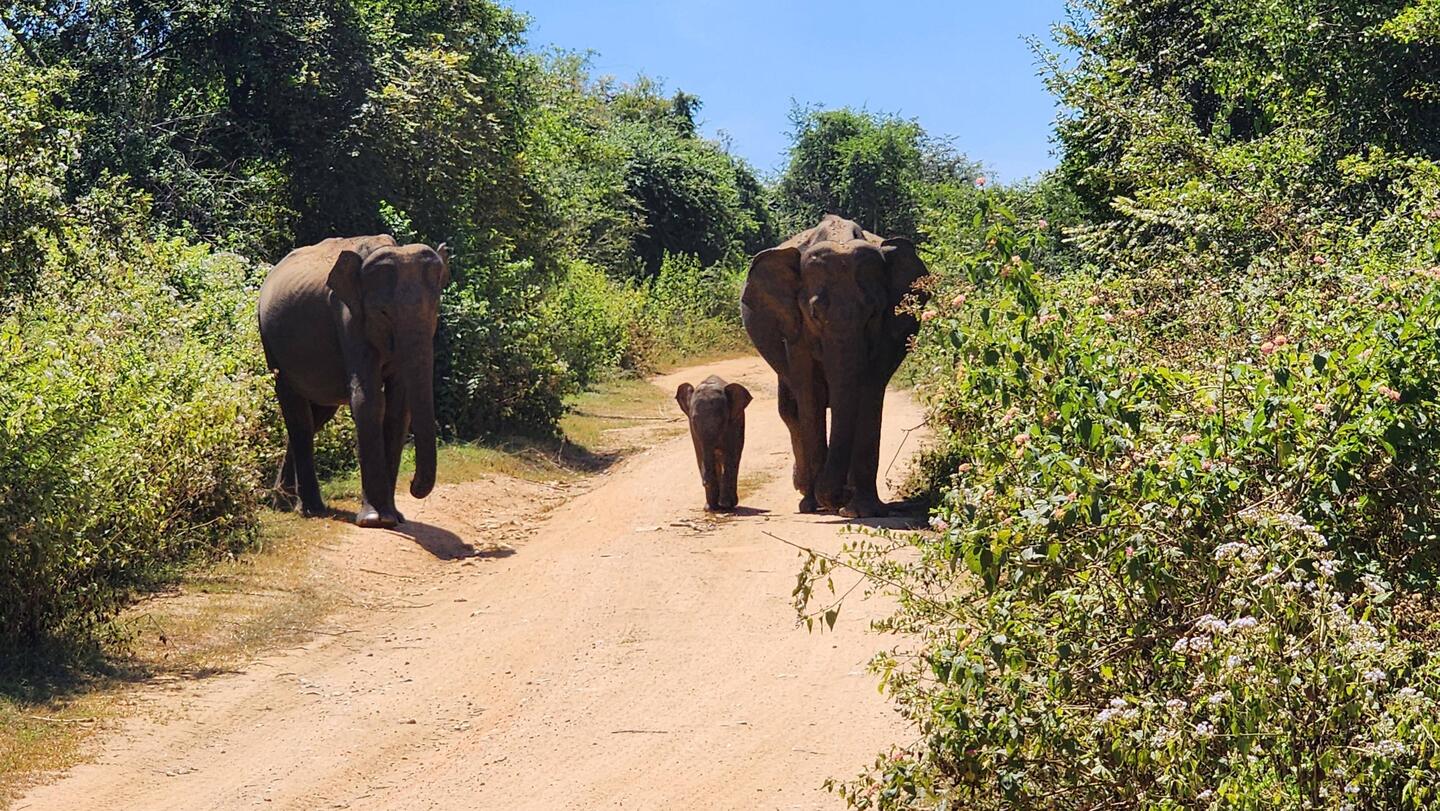 A greeting by the local elephant family