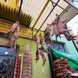 Dehydrated animals at the witches market