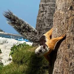 Freche Eichhörnchen