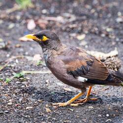 Fågeln heter Majna, en starliknande fågel som betraktas som invasiv inom EU. Tack Cristina för info!