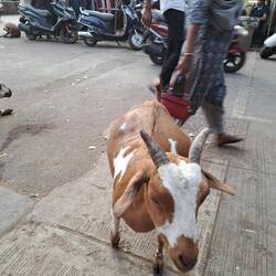 Tiere sind hier normal auf den Straßen.