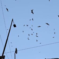 Milane sind hier die Herrscher der Lüfte.