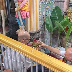 Mit viel Liebe und Hingabe wird diese Kokosnuss sanft in der Schüssel gebettet.