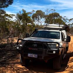 Rose wird artgerecht ausgeführt…