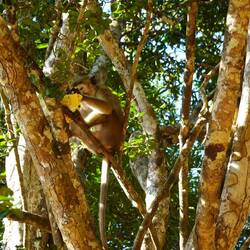 de Aff het mini Chips klaut... die leer Packig hani denn wieder dörfe ha