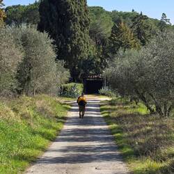Walking through olive groves!