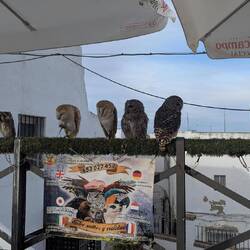 Diese lockt die Besucher mit einer Vogelparade