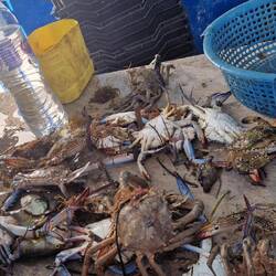 Fangfrisch und noch lebendig