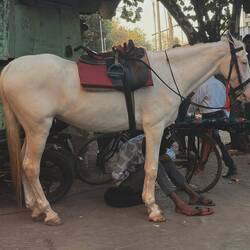 The groom's horse