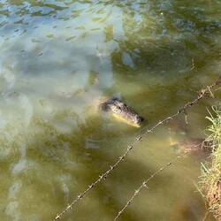 ...sondern ganz kurz haben wir auch eins gesehen 🫢🐊