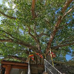 Der heilige Bodhi-Baum dieses Tempels