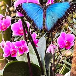 Morpho pheleides