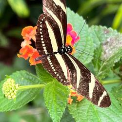 Heliconius charitonius