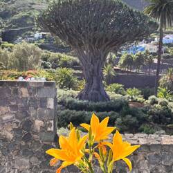 Drachenbaum in Icod de los Vinos