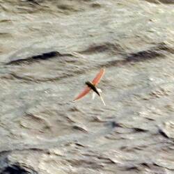 A flying fish