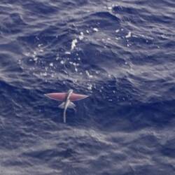 A flying fish