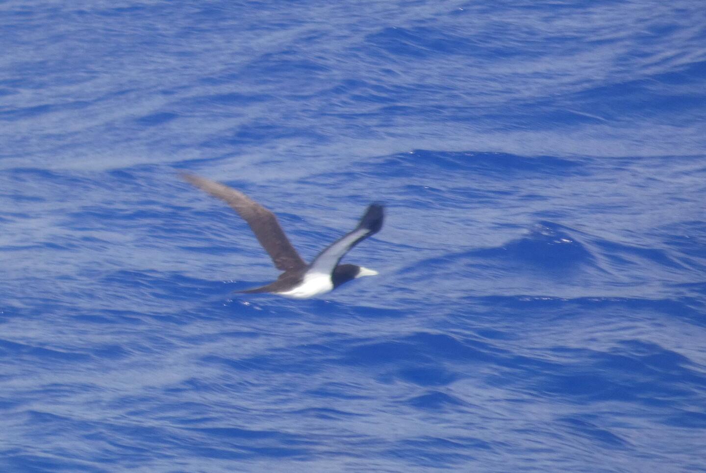 Brown Booby