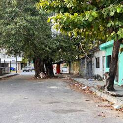 Bäume leben hier auch gut mitten in der Strasse - nur in Calle's , nicht in Avenida's