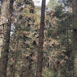 Da hängen sie in Trauben