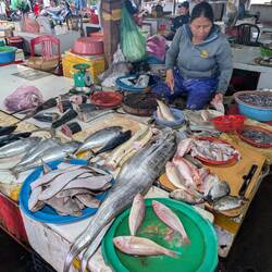 Fish monger at the local farmers market
