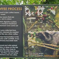 The Cat-Poo-Cinno coffee making process!