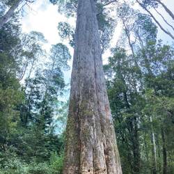 50 m hoch, 3,40 m Durchmesser