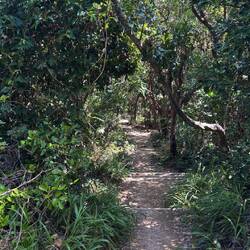 Auf dem Weg zurück durch einen kleinen Jungle gewandert