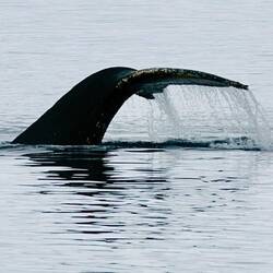 Humpback fluke