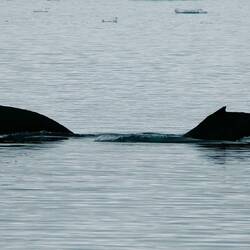 Humpbacks